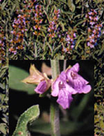TSA SALVIA OFFICINALIS 50 ML - Farmacia Puddu Baire S.r.l.