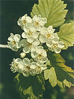 TSA CRATAEGUS OXYCANTHIA 50 ML - Farmacia Puddu Baire S.r.l.